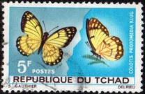 [Butterflies, jenis DL]