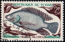 [Peces., tipo HO]