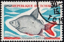 [Peces., tipo HP]