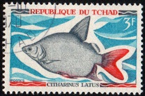 [Peces., tipo HP]