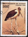 [Birds, Tip BBL]