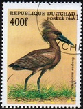 [Birds, Tip BBM]