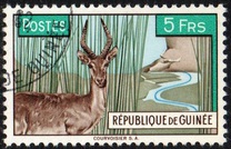 [Bohor Reedbuck, τύπος AC]