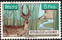 [Bohor Reedbuck, τύπος AC]