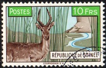 [Bohor Reedbuck, τύπος AC1]