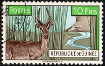 [Bohor Reedbuck, τύπος AC1]