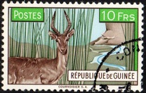 [Bohor Reedbuck, τύπος AC1]