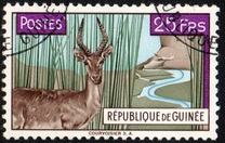 [Bohor Reedbuck, τύπος AC2]