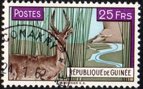 [Bohor Reedbuck, τύπος AC2]