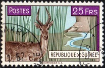 [Bohor Reedbuck, τύπος AC2]