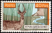 [Bohor Reedbuck, τύπος AC3]