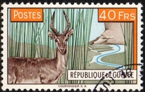 [Bohor Reedbuck, τύπος AC3]