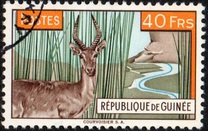 [Bohor Reedbuck, τύπος AC3]