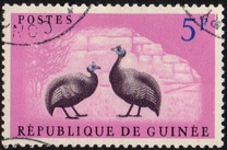 [Birds - Guineafowl, type AE]
