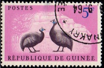[Birds - Guineafowl, type AE]
