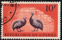 [Birds - Guineafowl, type AE1]