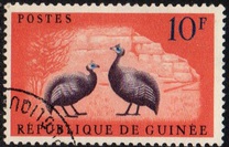 [Birds - Guineafowl, type AE1]