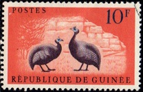 [Birds - Guineafowl, type AE1]