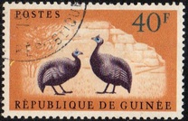 [Birds - Guineafowl, type AE3]