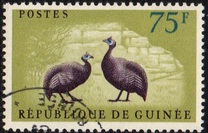 [Birds - Guineafowl, type AE5]
