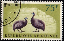 [Birds - Guineafowl, type AE5]
