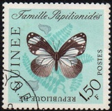 [Butterflies, type BK1]