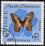 [Butterflies, Tipi BL3]