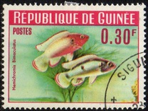 [Guinea Fish, type BR]