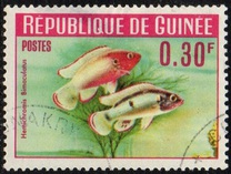 [Guinea Fish, type BS]