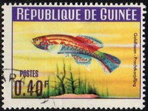 [Guinea Fish, type BS]
