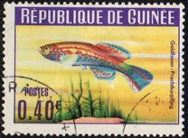 [Guinea Fish, type BS]