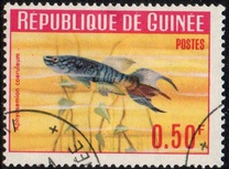 [Guinea Fish, type BT]