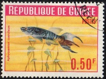 [Guinea Fish, type BT]