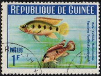 [Guinea Fish, type BU]