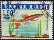 [Guinea Fish, type BV]