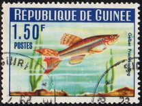 [Guinea Fish, type BV]