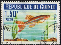 [Guinea Fish, type BV]