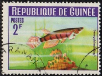[Guinea Fish, type BW]