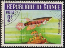 [Guinea Fish, type BW]