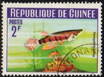 [Guinea Fish, type BW]