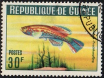 [Guinea Fish, type BS1]