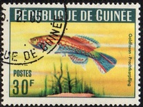 [Guinea Fish, type BS1]