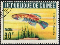 [Guinea Fish, type BS1]