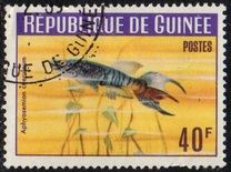 [Guinea Fish, type BT1]