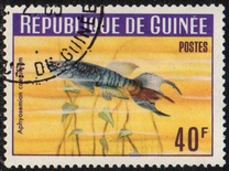 [Guinea Fish, type BT1]
