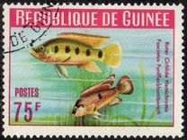 [Guinea Fish, type BU1]