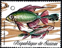 [Fish, tip KX]