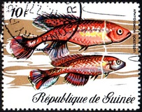 [Fish, tip KY]
