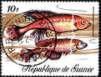 [Fish, tip KY]