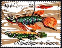 [Fish, tip KZ]